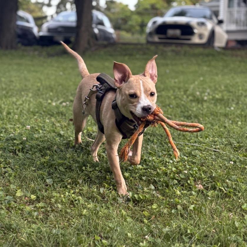 Penelope, a Adoptable mixed breed in Catonsville, MD image 3/6