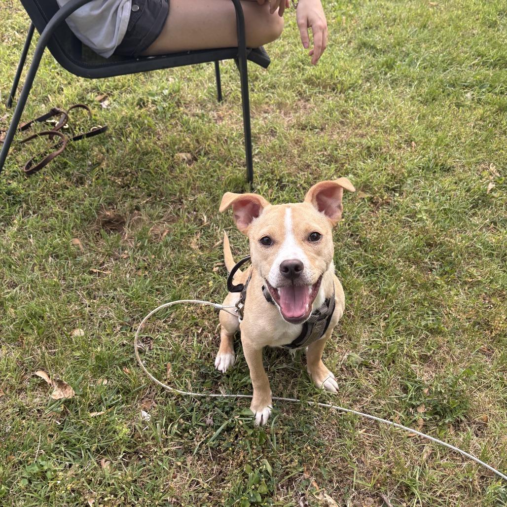 Penelope, a Adoptable mixed breed in Catonsville, MD image 4/6