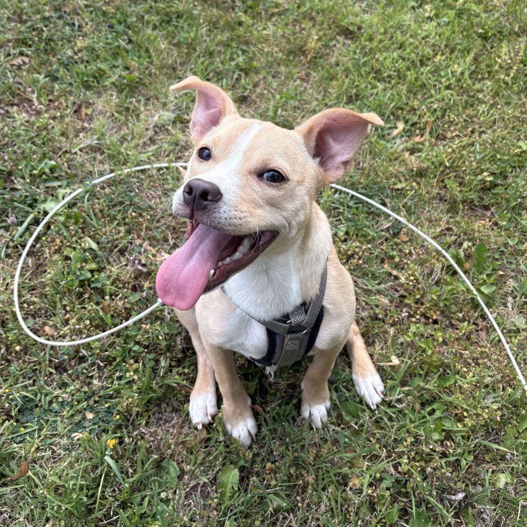Penelope, a Adoptable mixed breed in Catonsville, MD image 5/6