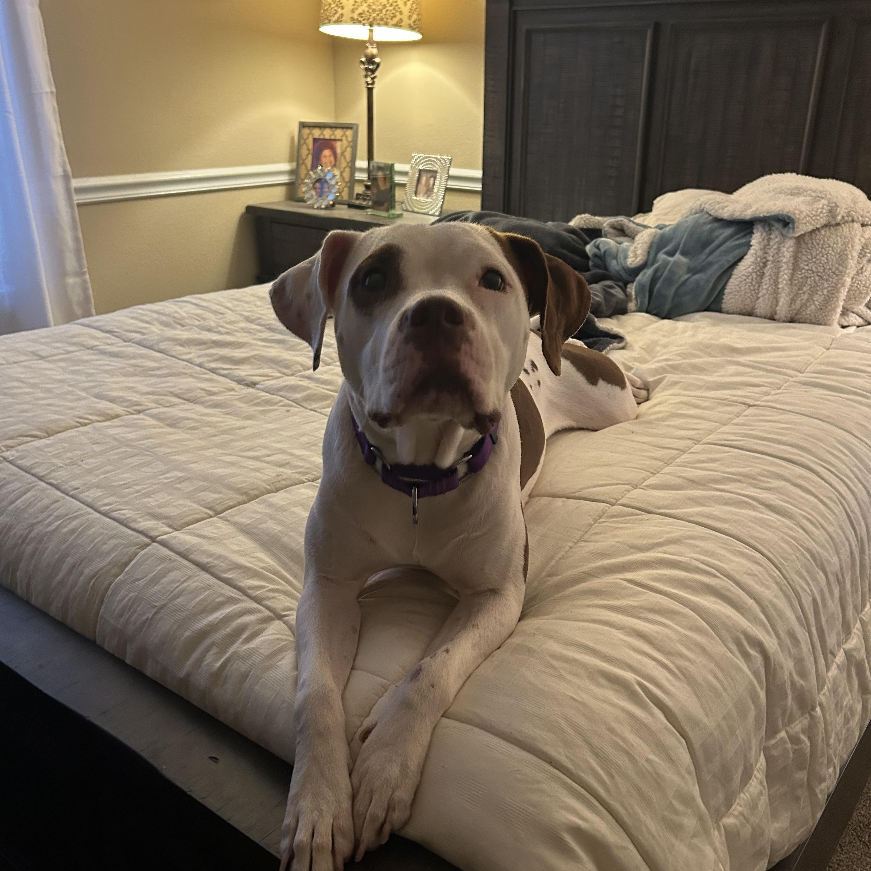 Cleo, a Adoptable mixed breed in Sanford, FL image 2/6