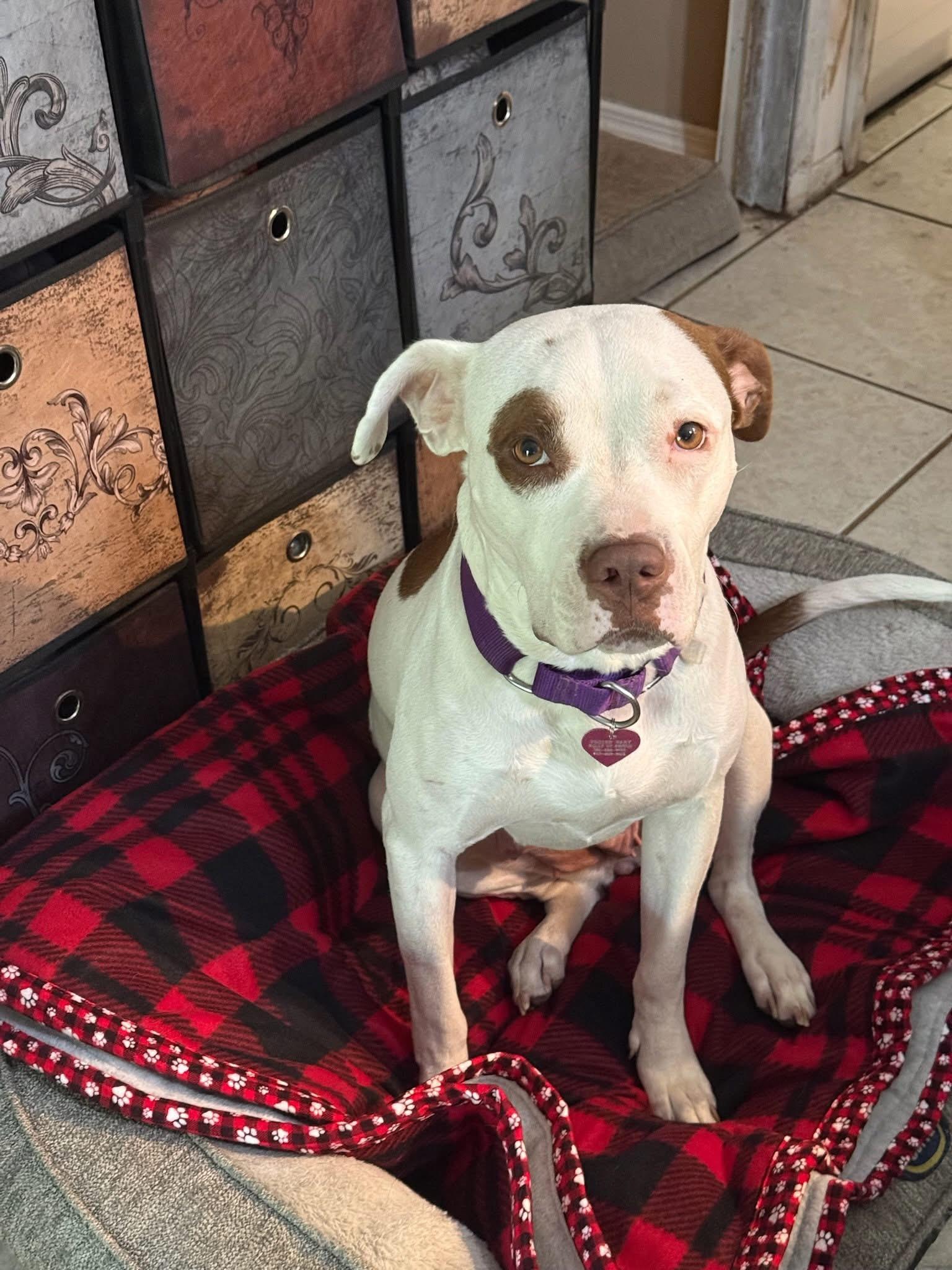 Cleo, a Adoptable mixed breed in Sanford, FL image 3/6