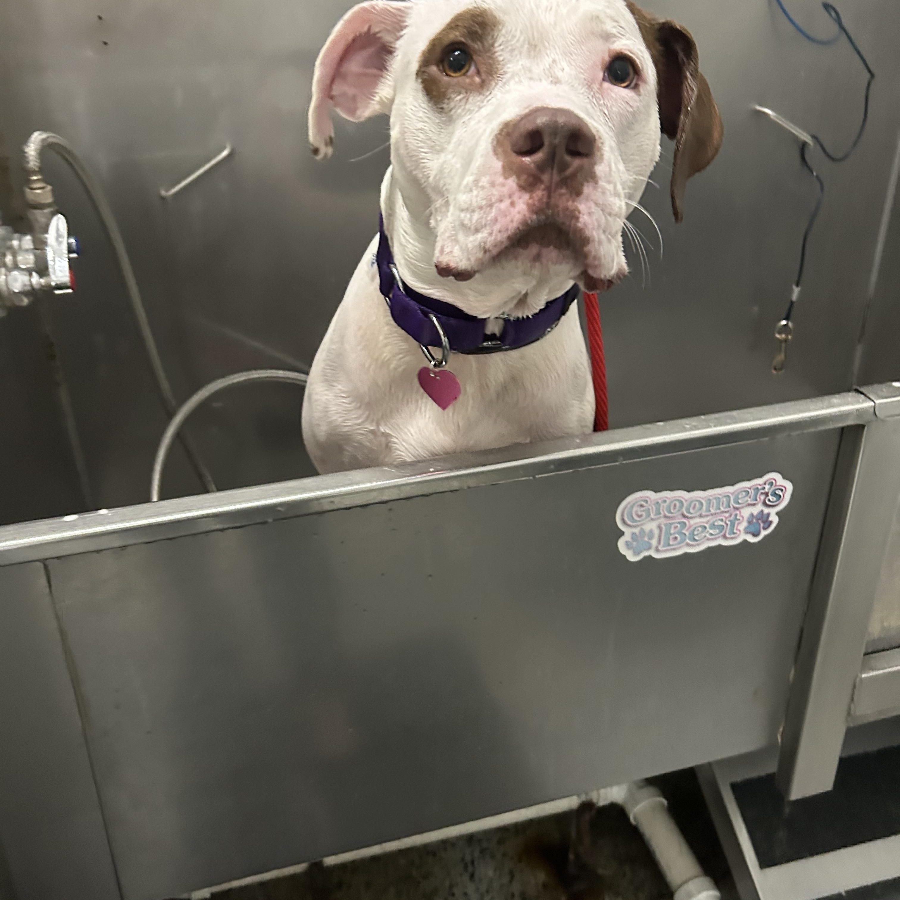 Cleo, a Adoptable mixed breed in Sanford, FL image 4/6