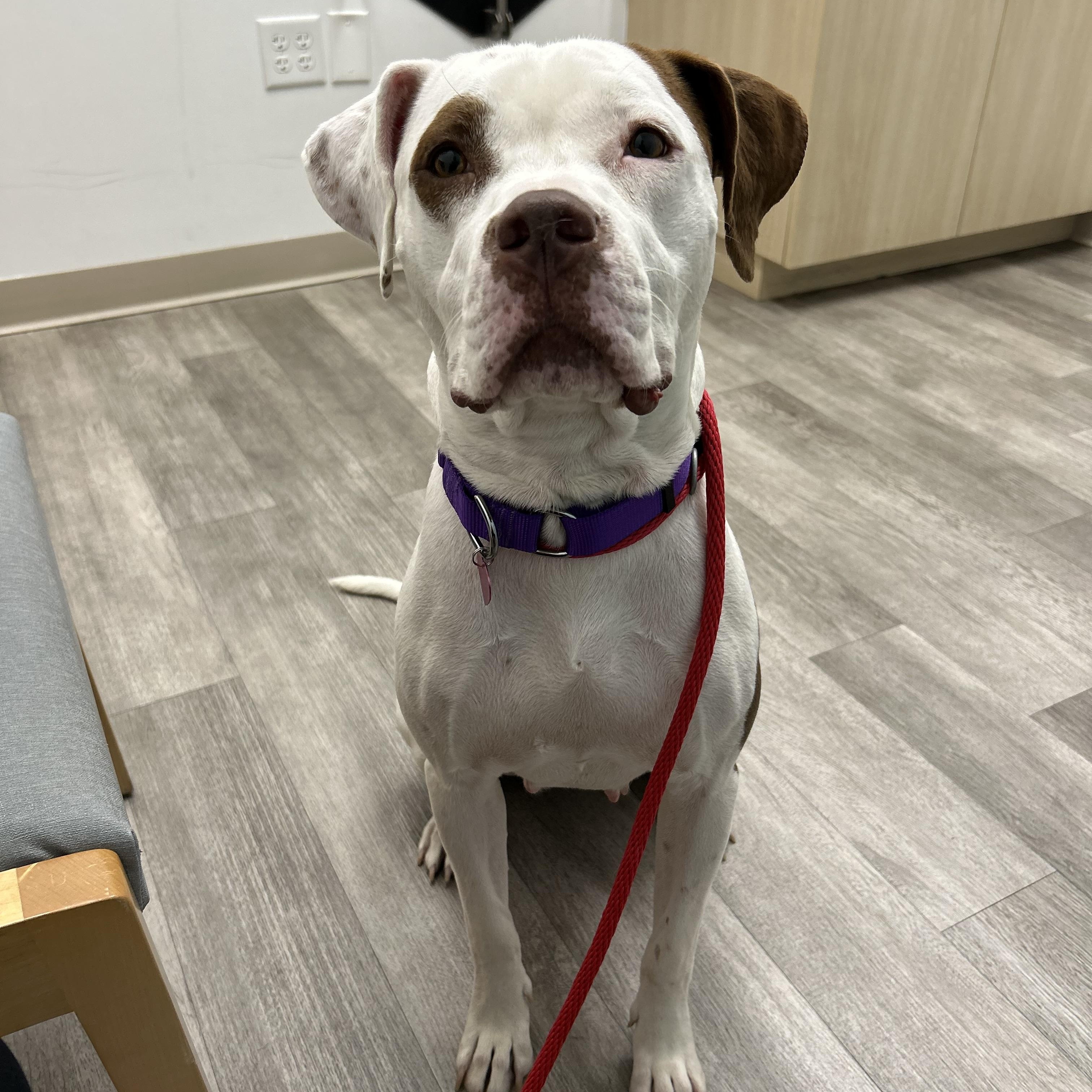 Cleo, a Adoptable mixed breed in Sanford, FL image 5/6