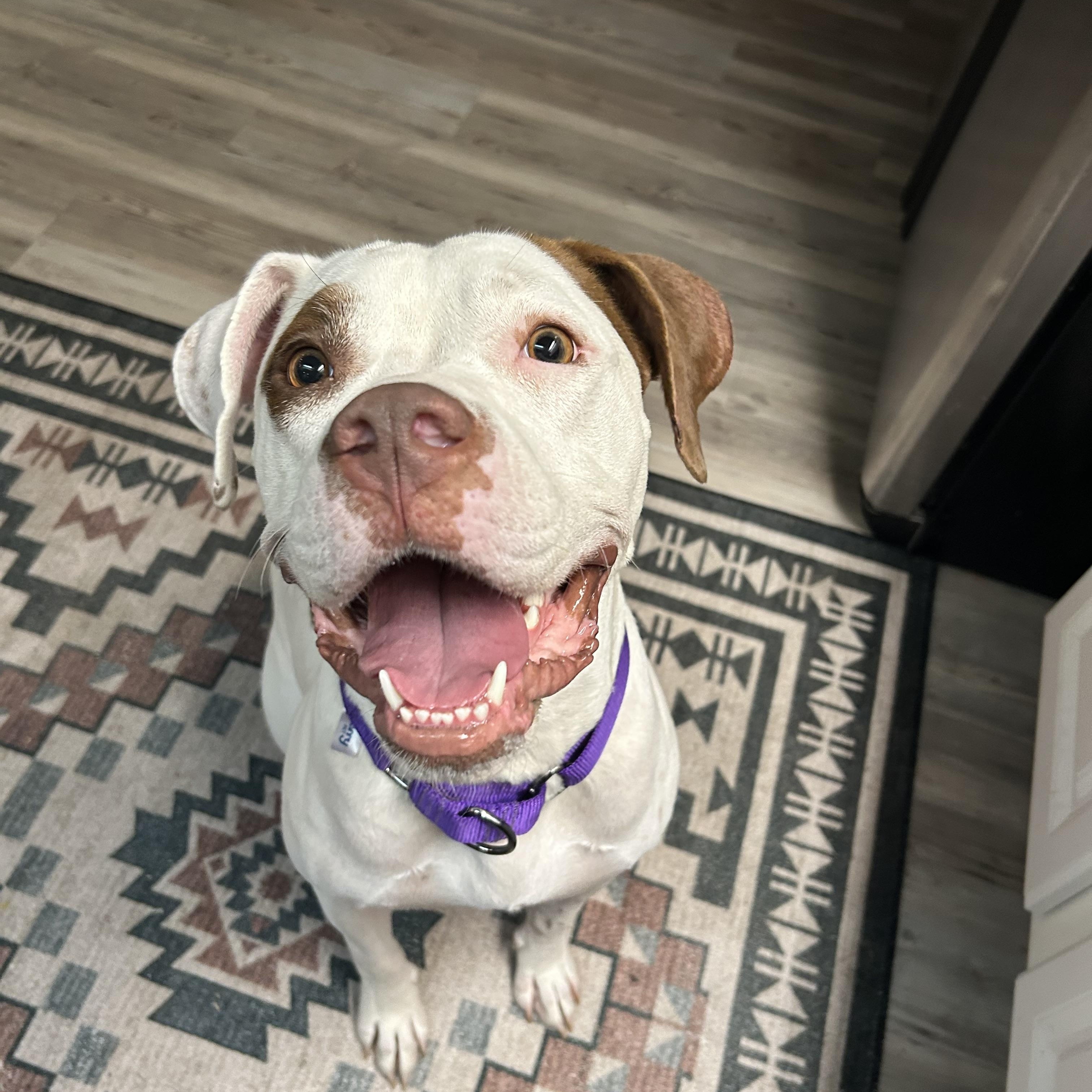 Cleo, Adoptable, Young Female Mixed Breed.