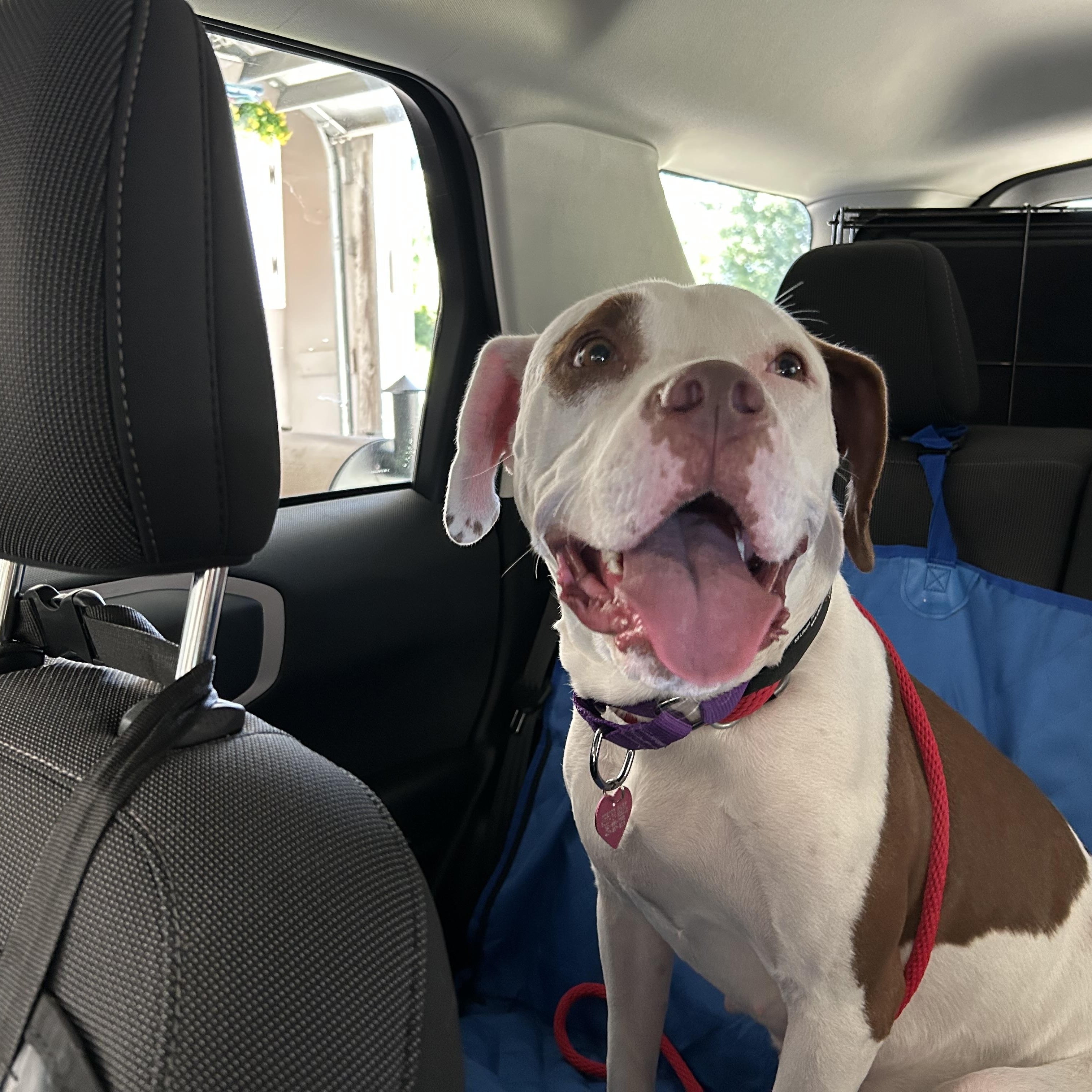 Cleo, a Adoptable mixed breed in Sanford, FL image 6/6