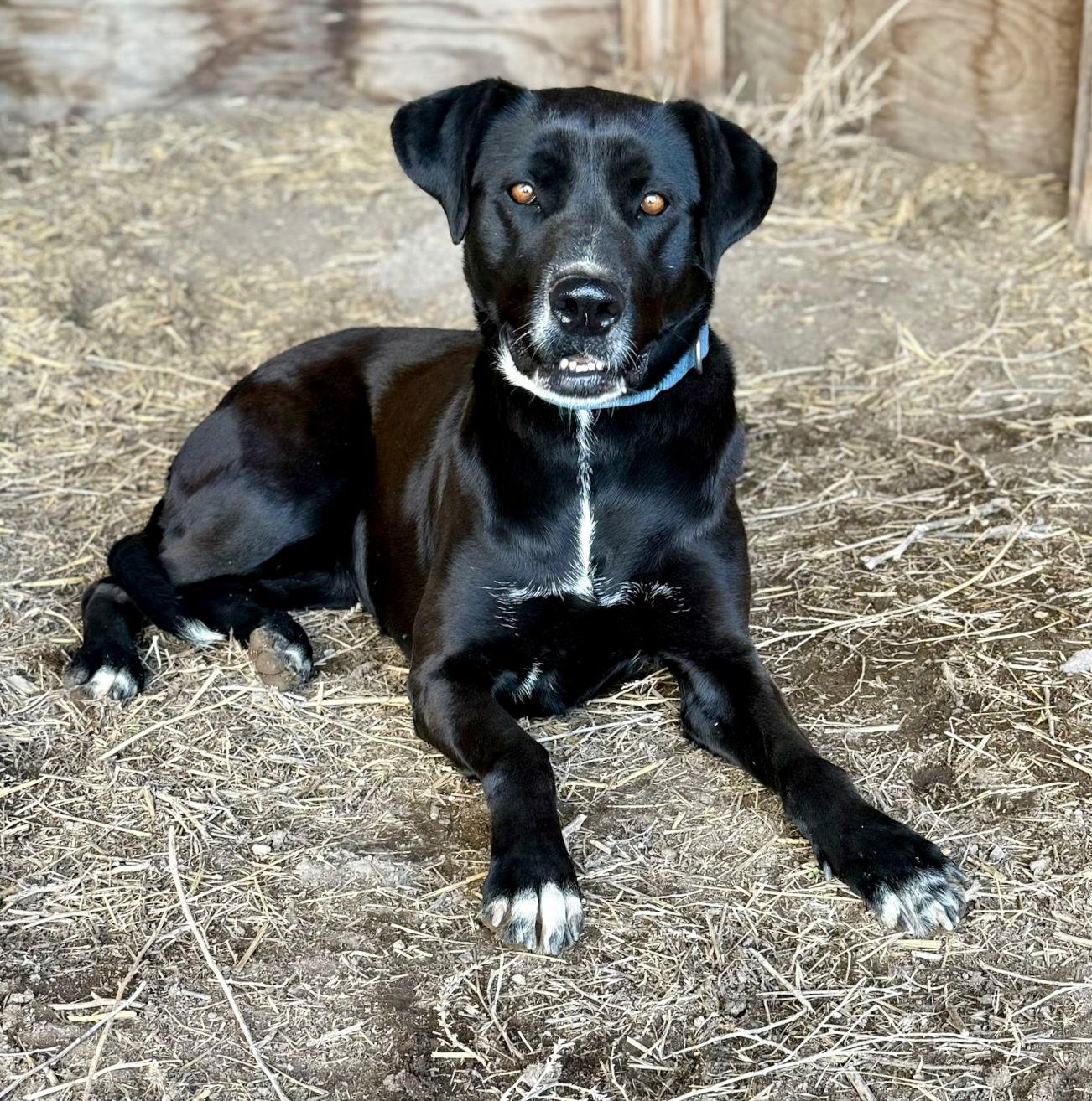 Ronnie, a Adoptable mixed breed in Yreka, CA image 1/6
