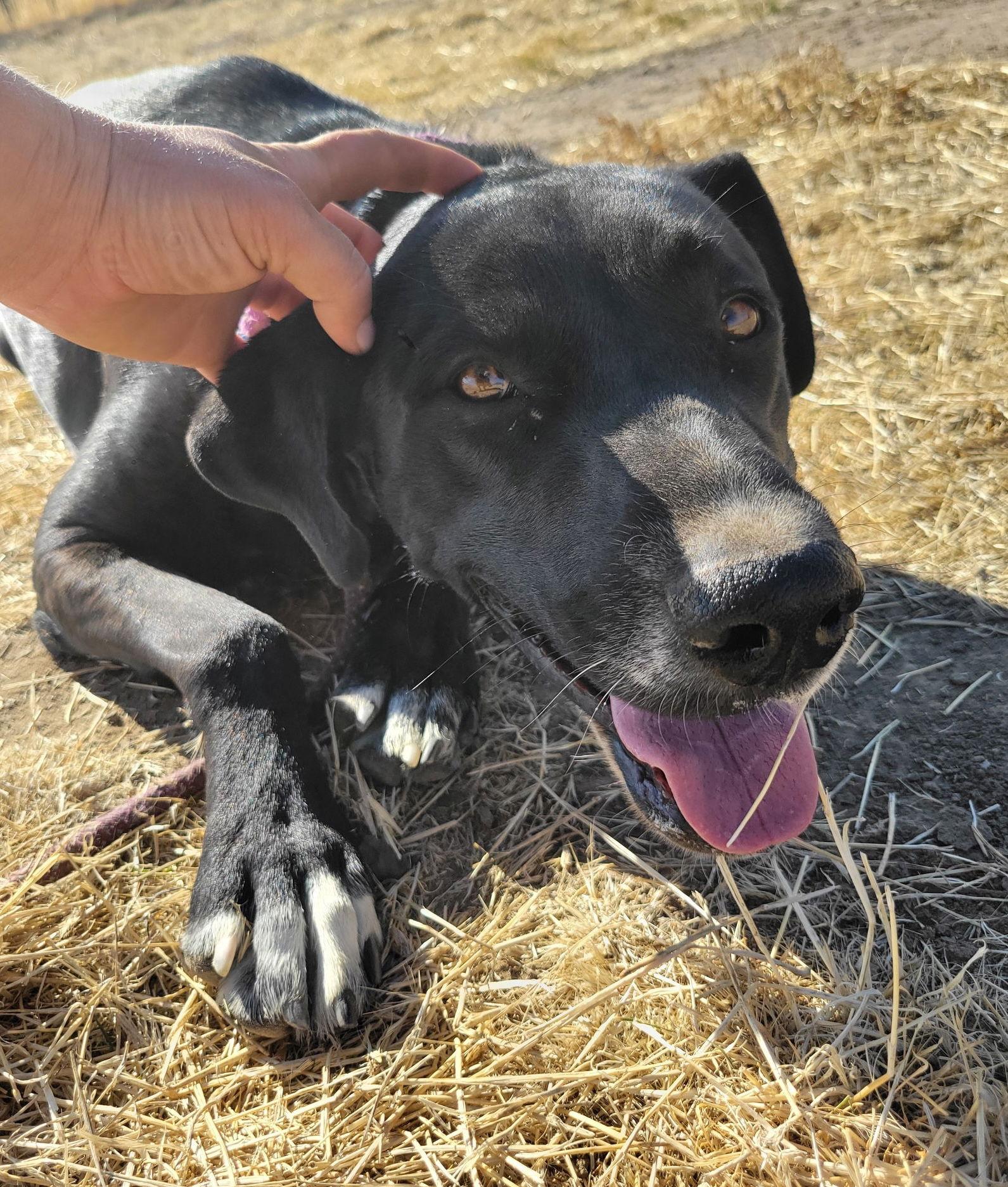 Ronnie, Adoptable, Adult Female Doberman Pinscher & Shepherd.