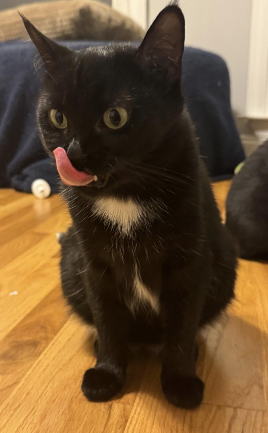 Enlarge Clover, a ADOPTABLE Domestic Short Hair in Easley, SC image 3/4