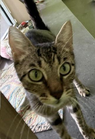 Cherie, Adoptable, Adult Female Domestic Short Hair & Domestic Short Hair.