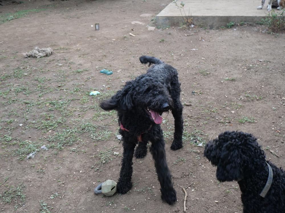 Donna Lucha, Adoptable, Adult Female Labradoodle.