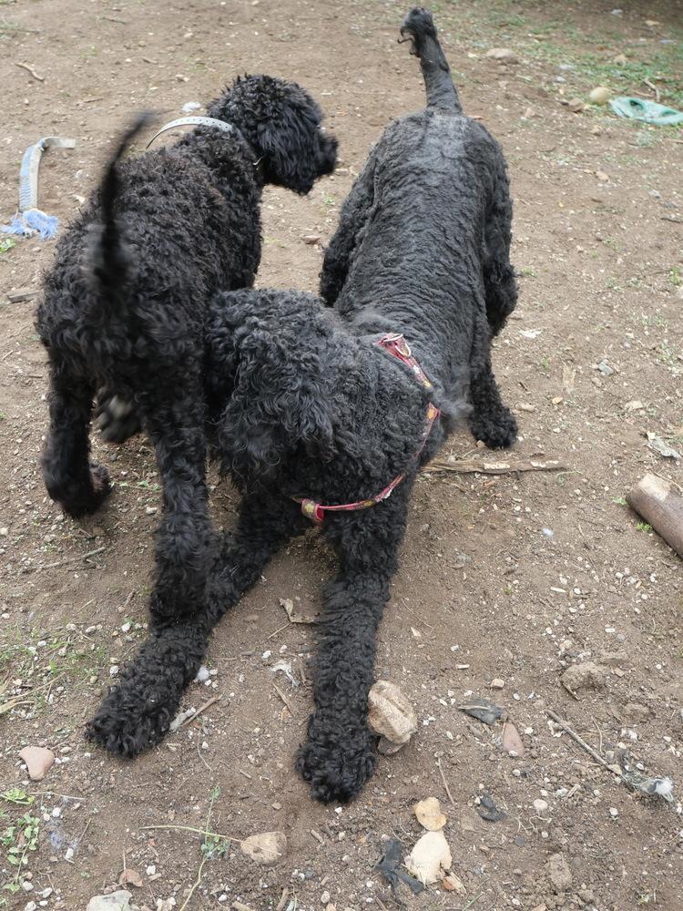 Enlarge Donna Lucha, a Adoptable mixed breed in Boulder, CO image 2/5