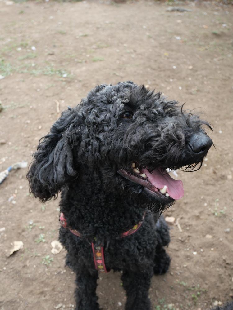 Enlarge Donna Lucha, a Adoptable mixed breed in Boulder, CO image 4/5