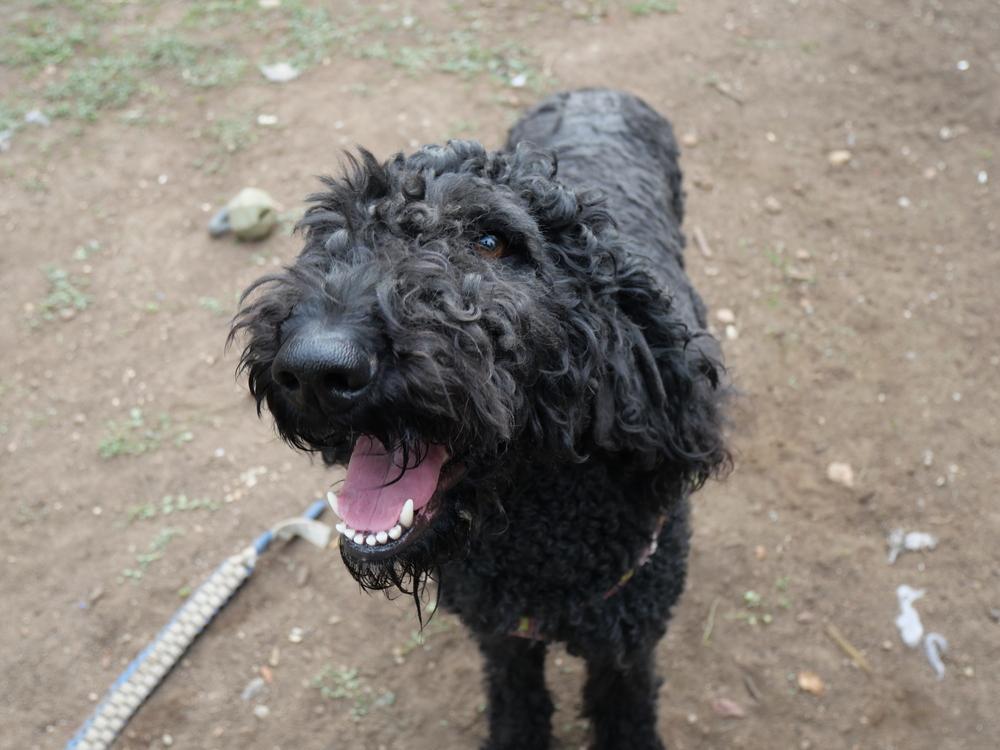 Enlarge Donna Lucha, a Adoptable mixed breed in Boulder, CO image 5/5