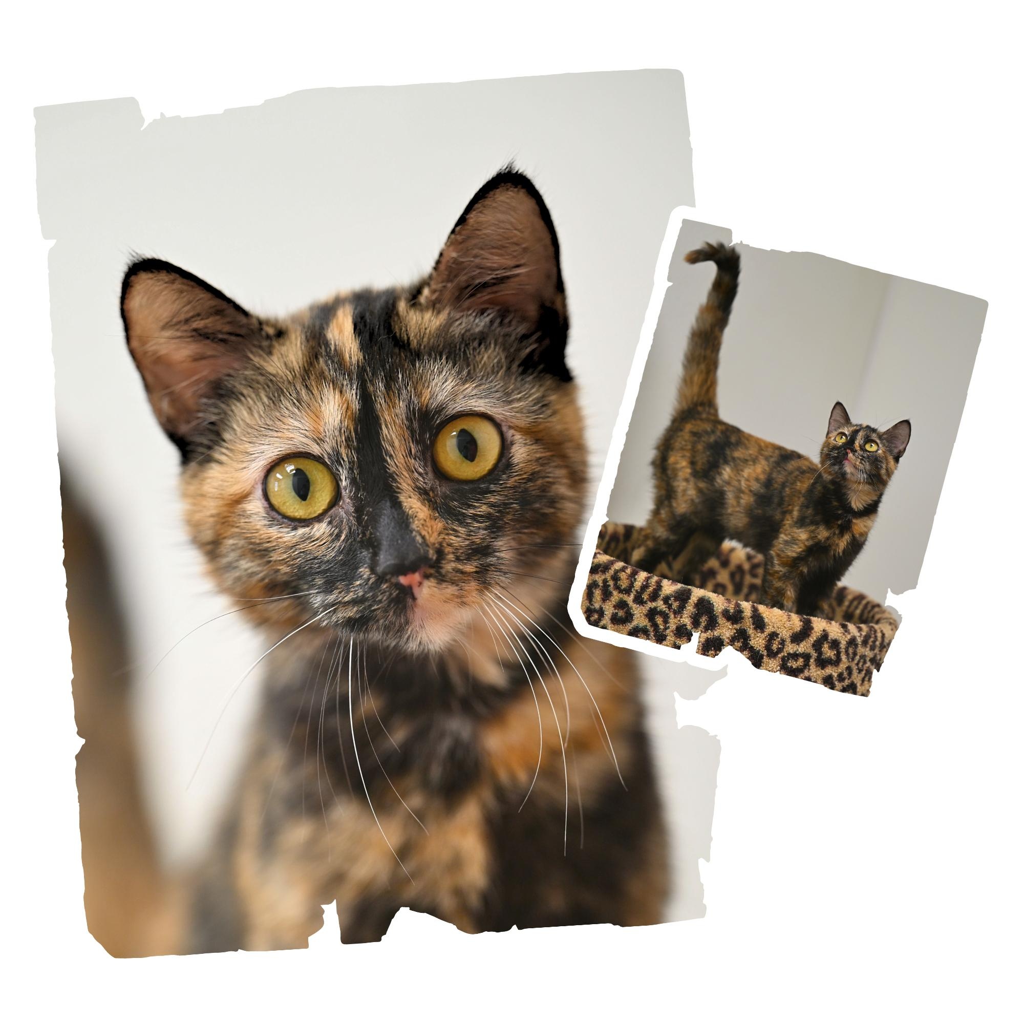 Willow, adopted, Young Female Tortoiseshell.