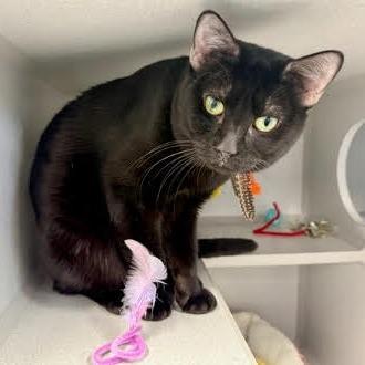 Enlarge Baby Blue, a ADOPTABLE Domestic Short Hair in Hudson, NY image 1/1