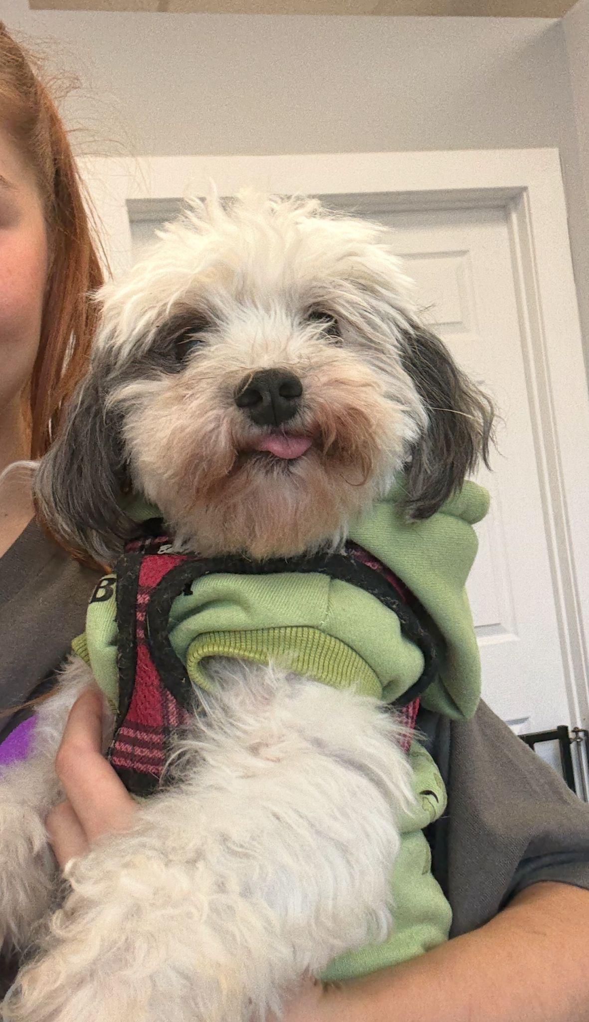 Ginny, Adoptable, Senior Female Mixed Breed.