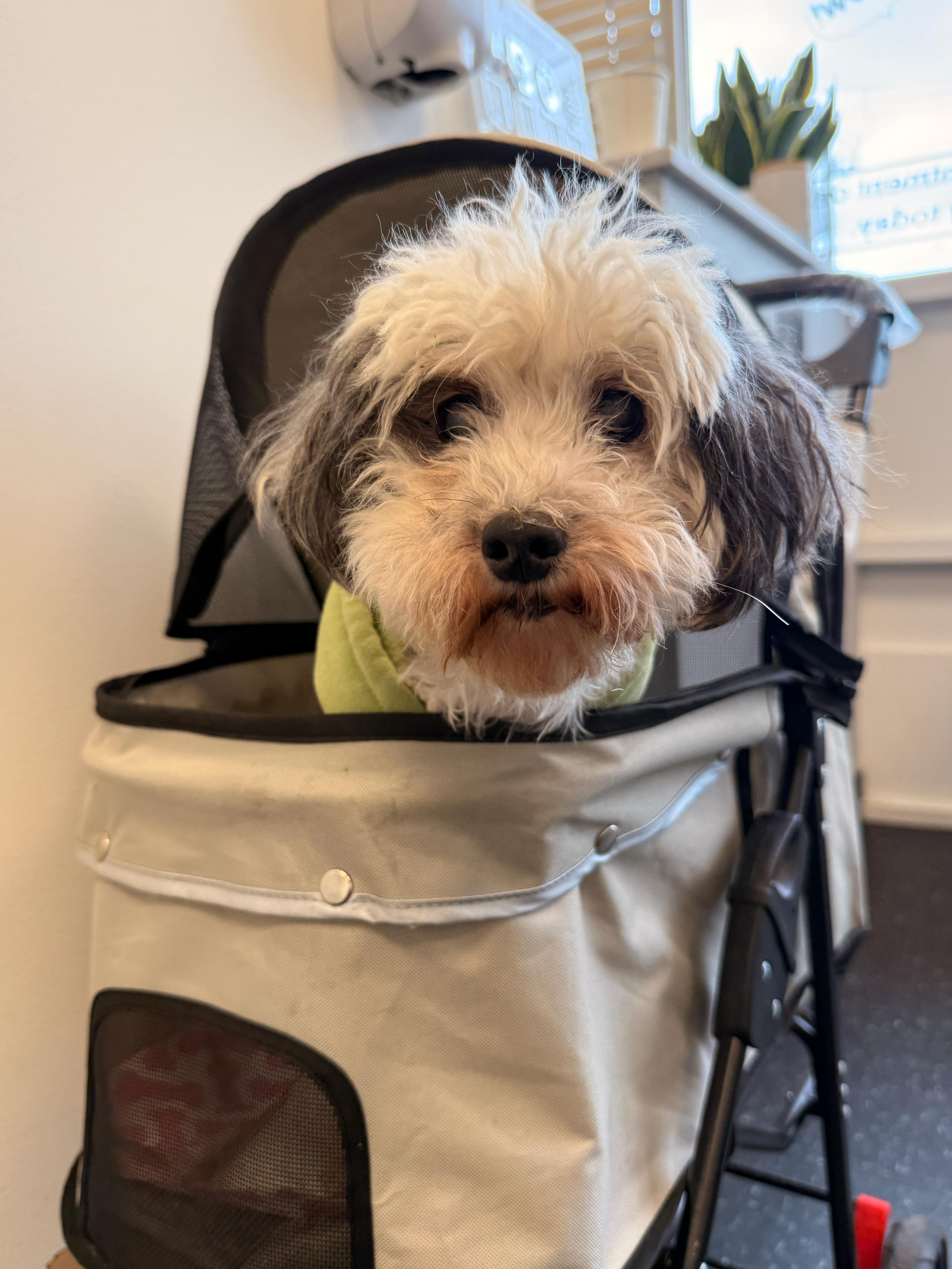 Ginny, a Adoptable mixed breed in Brooklyn, NY image 3/4