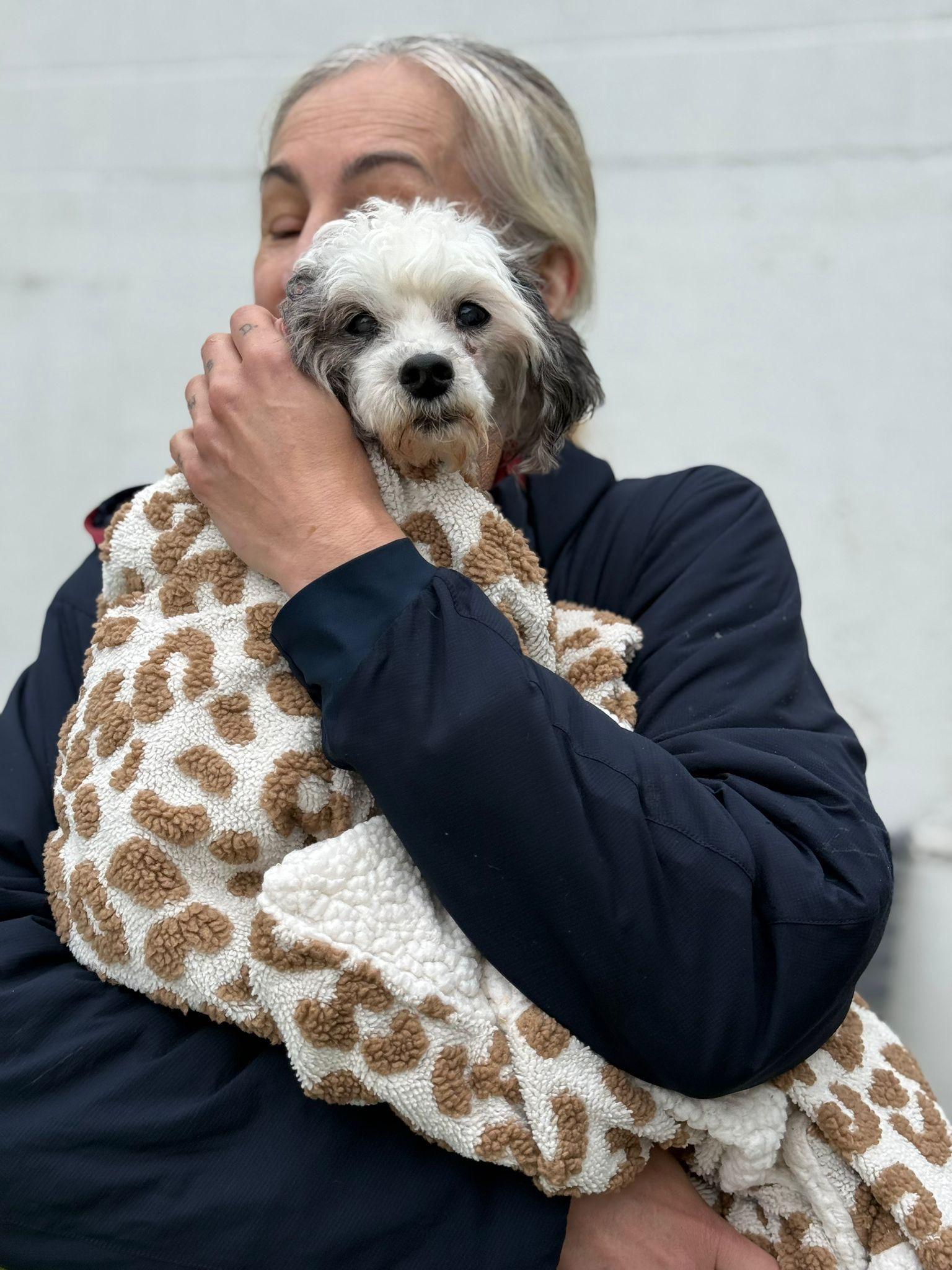 Ginny, a Adoptable mixed breed in Brooklyn, NY image 4/4