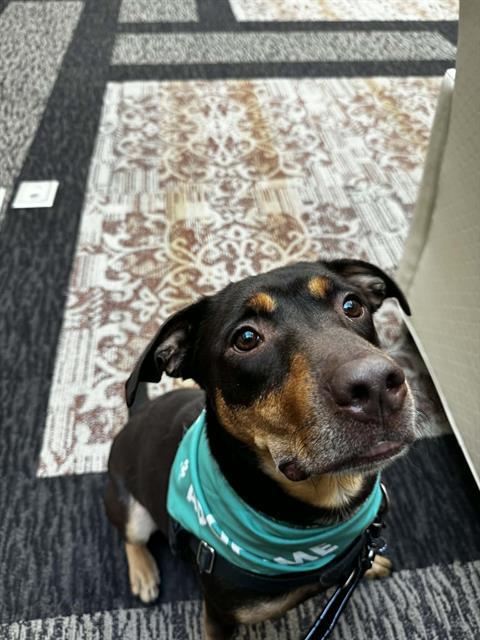 Enlarge CHUCKY, a Adoptable mixed breed in Methuen, MA image 1/1