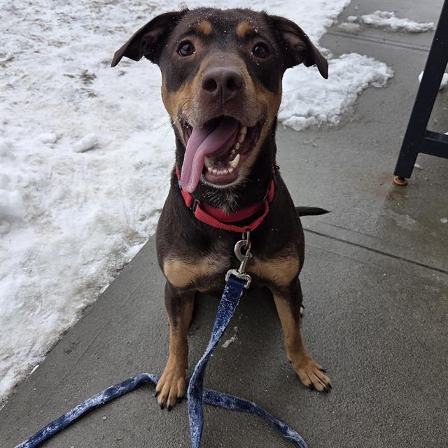 CHUCKY, Adoptable, Adult Male Doberman Pinscher & Mixed Breed.