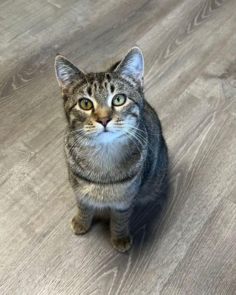 Javelin, a Adoptable Domestic Short Hair in McPherson, KS image 1/5