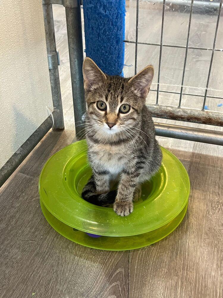 Javelin, a Adoptable Domestic Short Hair in McPherson, KS image 2/5