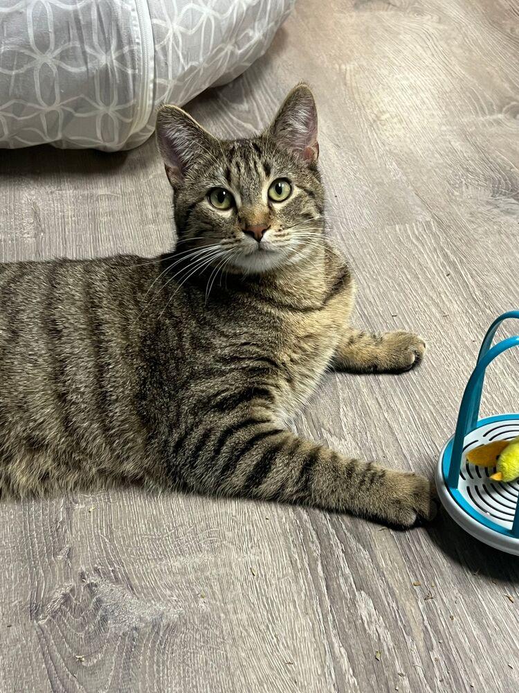 Enlarge Javelin, a Adoptable Domestic Short Hair in McPherson, KS image 3/6