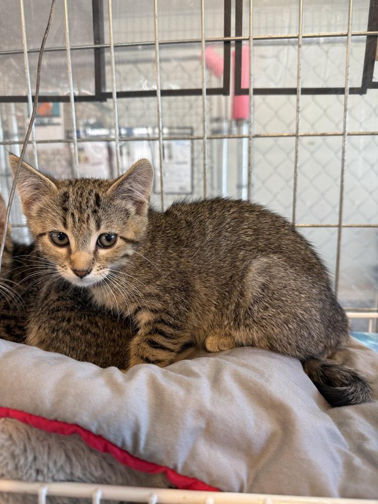 Javelin, a Adoptable Domestic Short Hair in McPherson, KS image 3/5