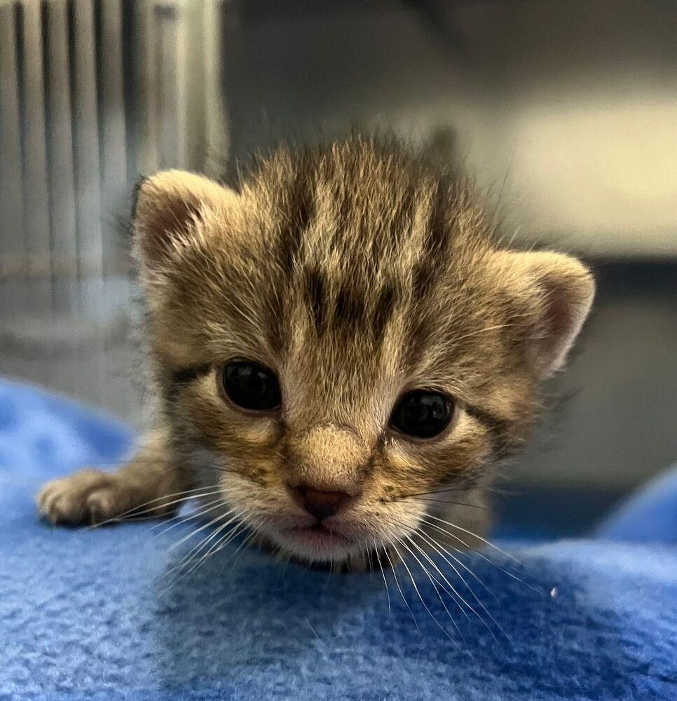 Javelin, a Adoptable Domestic Short Hair in McPherson, KS image 4/5