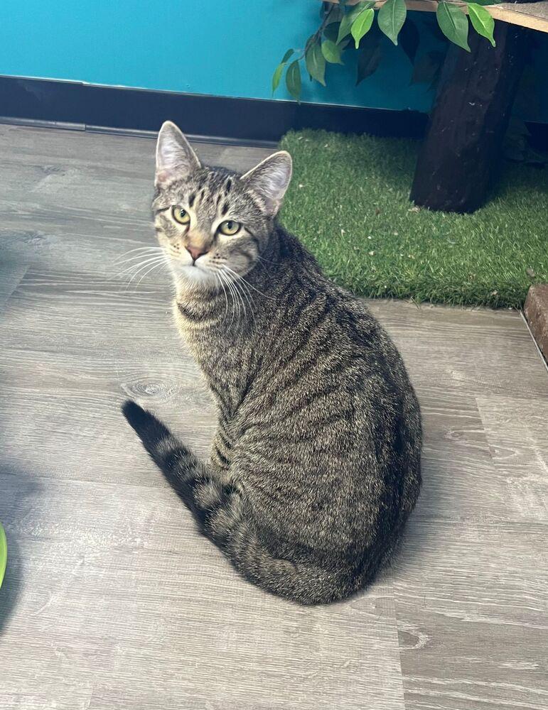 Javelin, a Adoptable Domestic Short Hair in McPherson, KS image 5/5