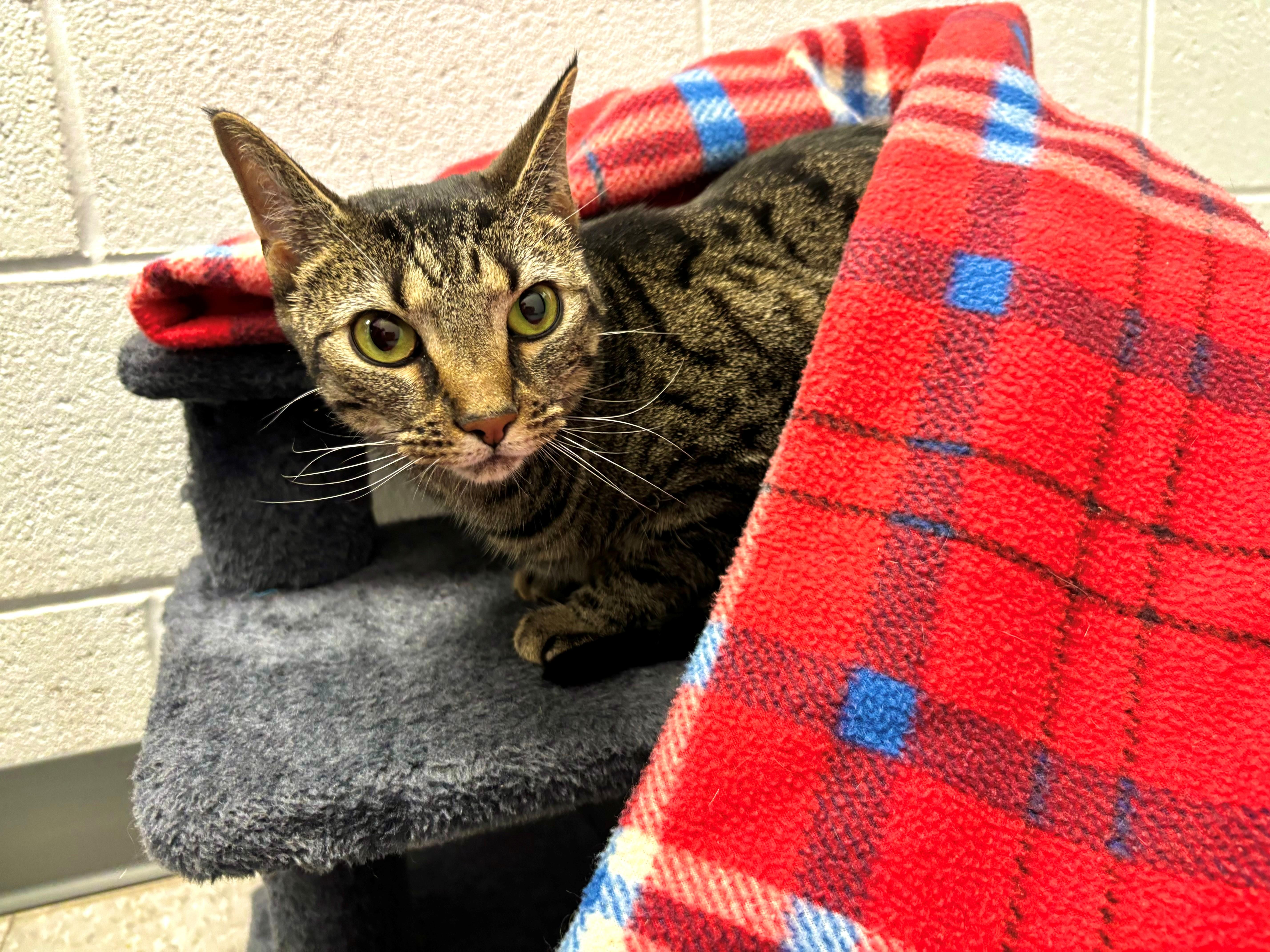 Enlarge Hallie, an adopted Domestic Short Hair in Edinburg, VA image 1/1