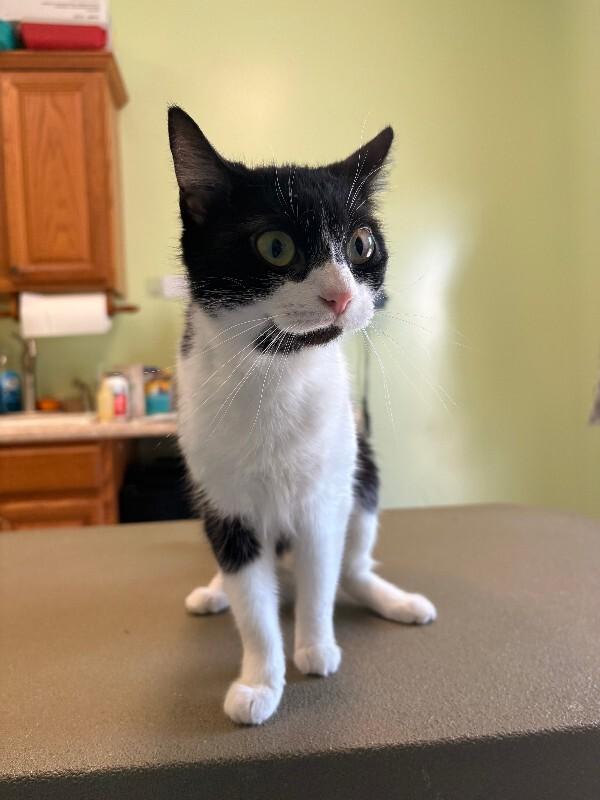 Enlarge Perp, a Adoptable Domestic Short Hair in Warren, PA image 1/1