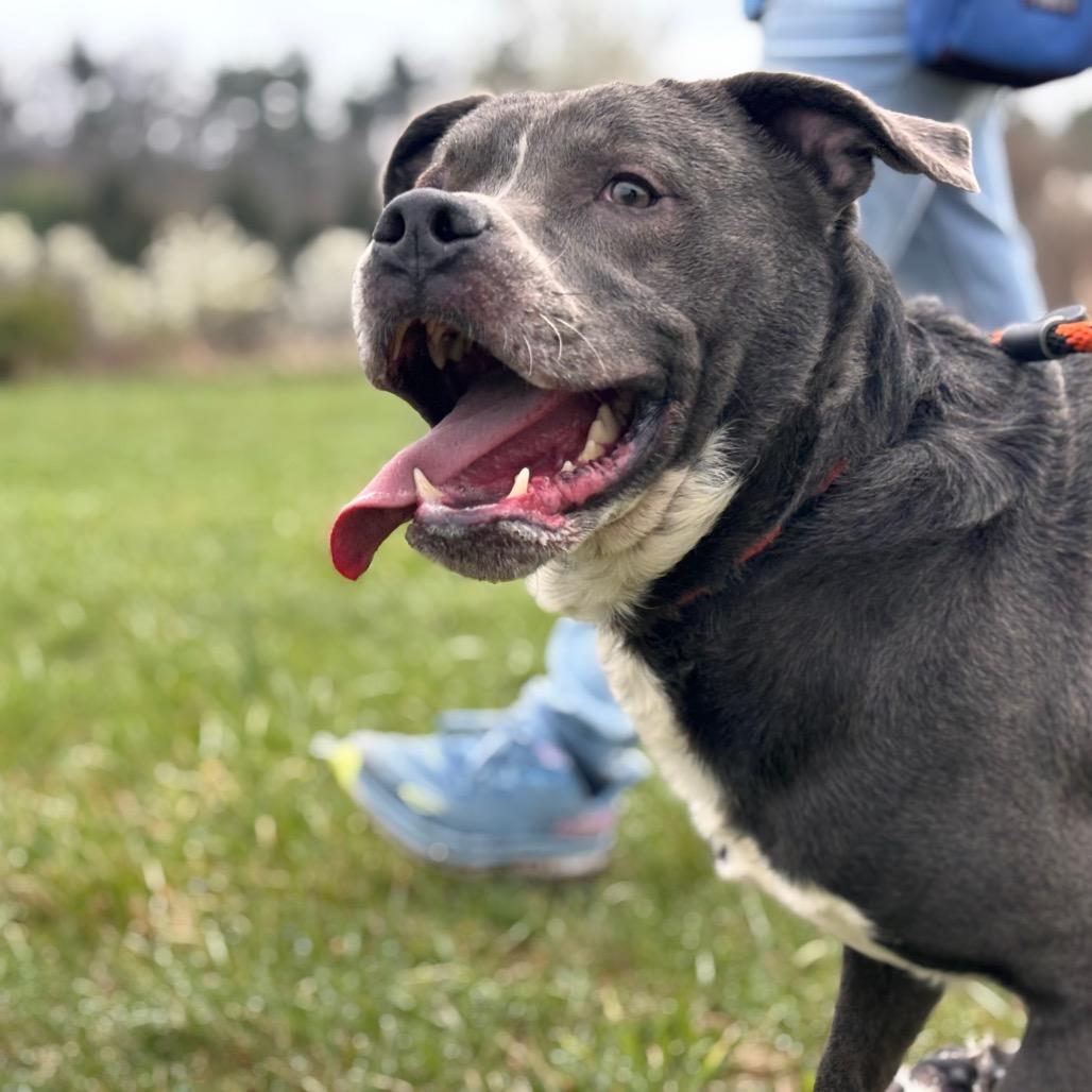 Icarus, Adoptable, Adult Male Pit Bull Terrier & Mixed Breed.