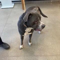 Icarus, a Adoptable mixed breed in York, PA image 2/6