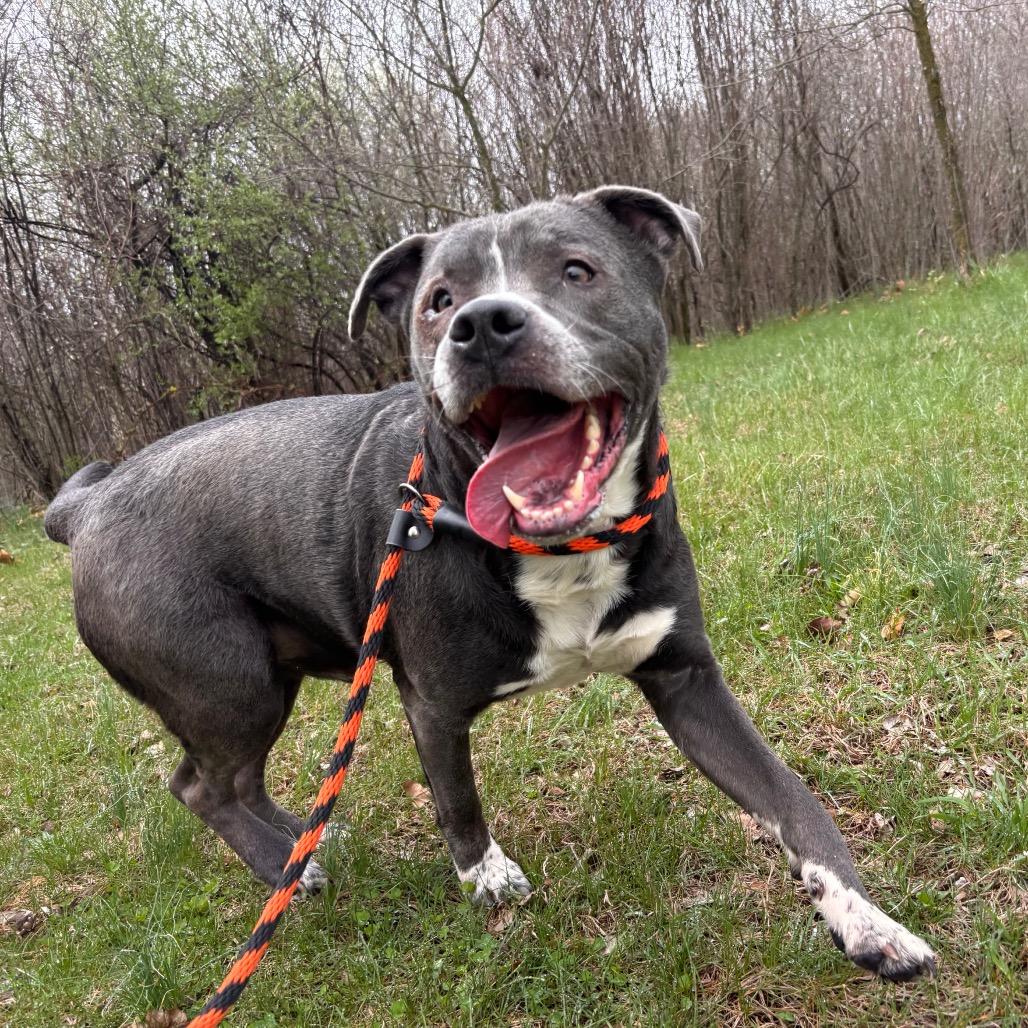 Icarus, a Adoptable mixed breed in York, PA image 3/6