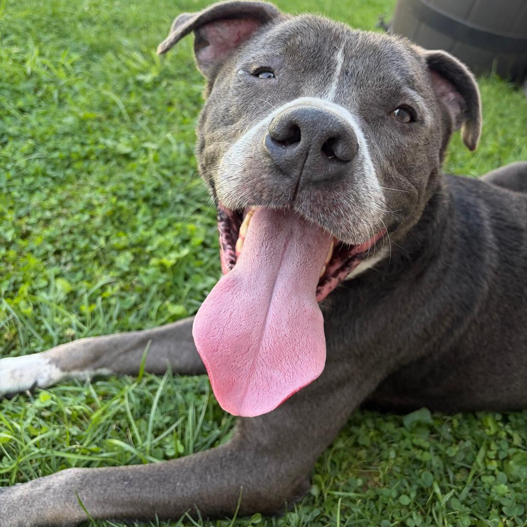 Icarus, a Adoptable mixed breed in York, PA image 4/6