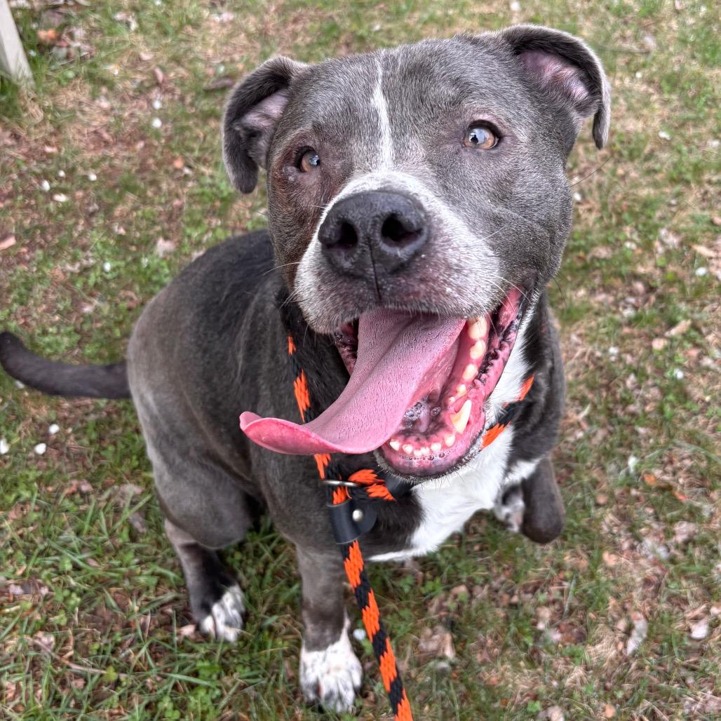Icarus, a Adoptable mixed breed in York, PA image 5/6