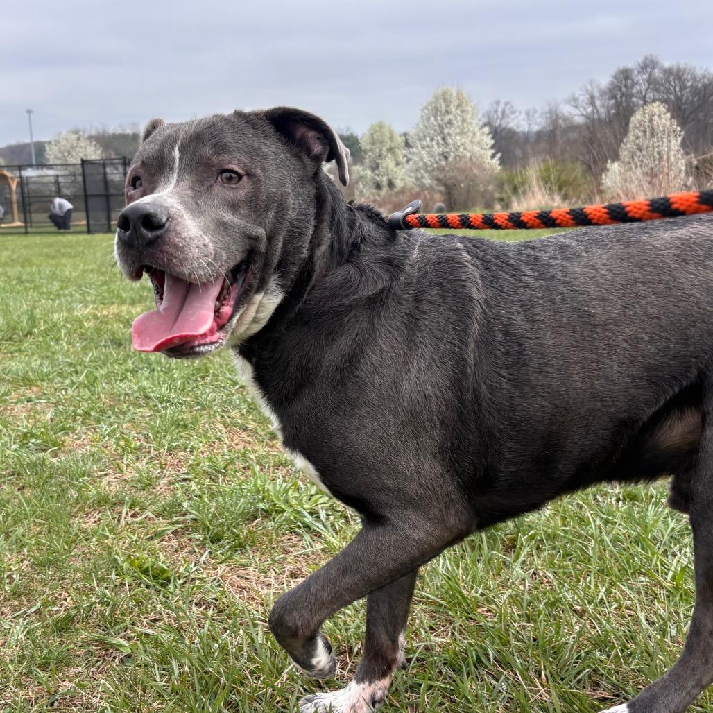 Icarus, a Adoptable mixed breed in York, PA image 6/6