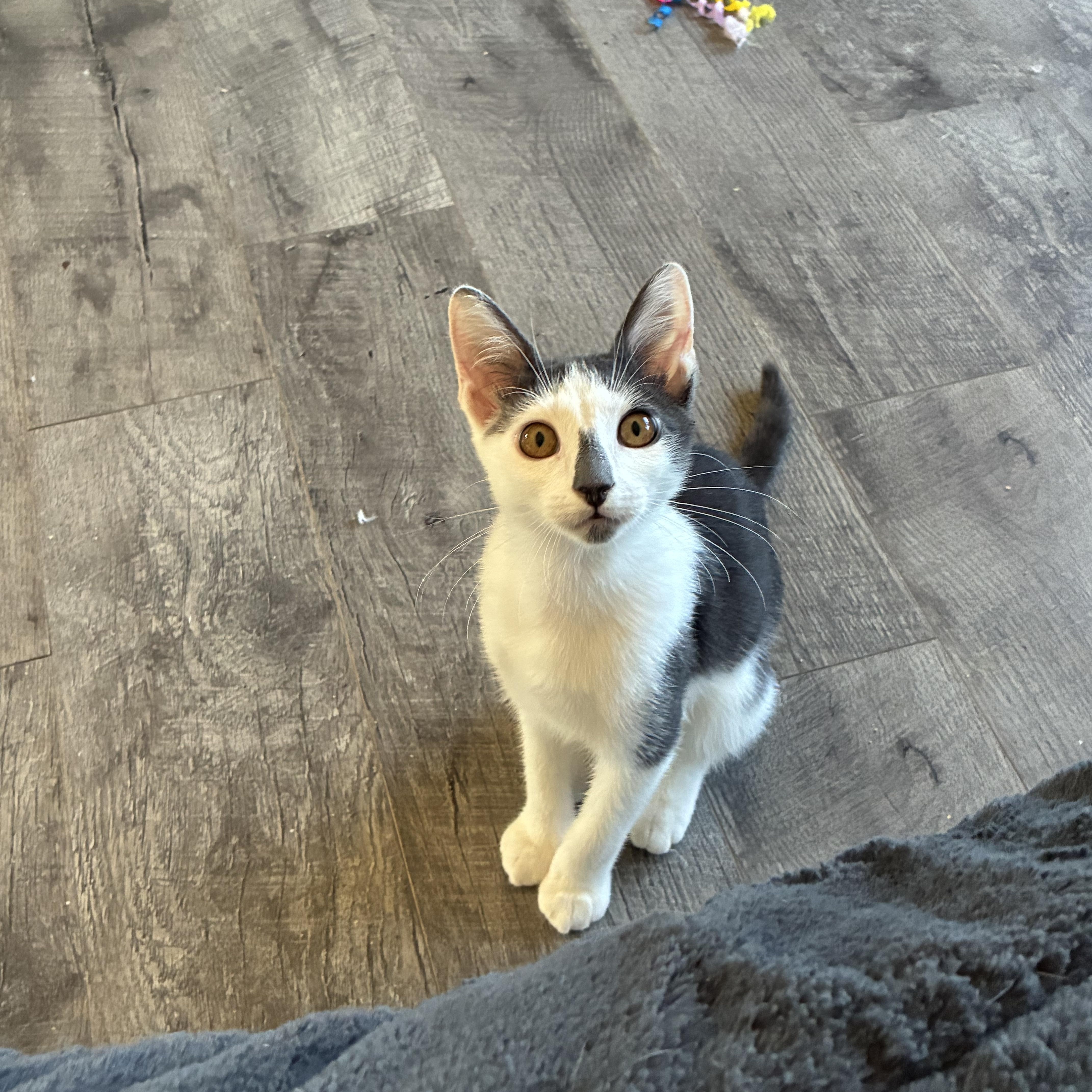 Enlarge Curtis E, a Adoptable Domestic Short Hair in queen creek, AZ image 2/2