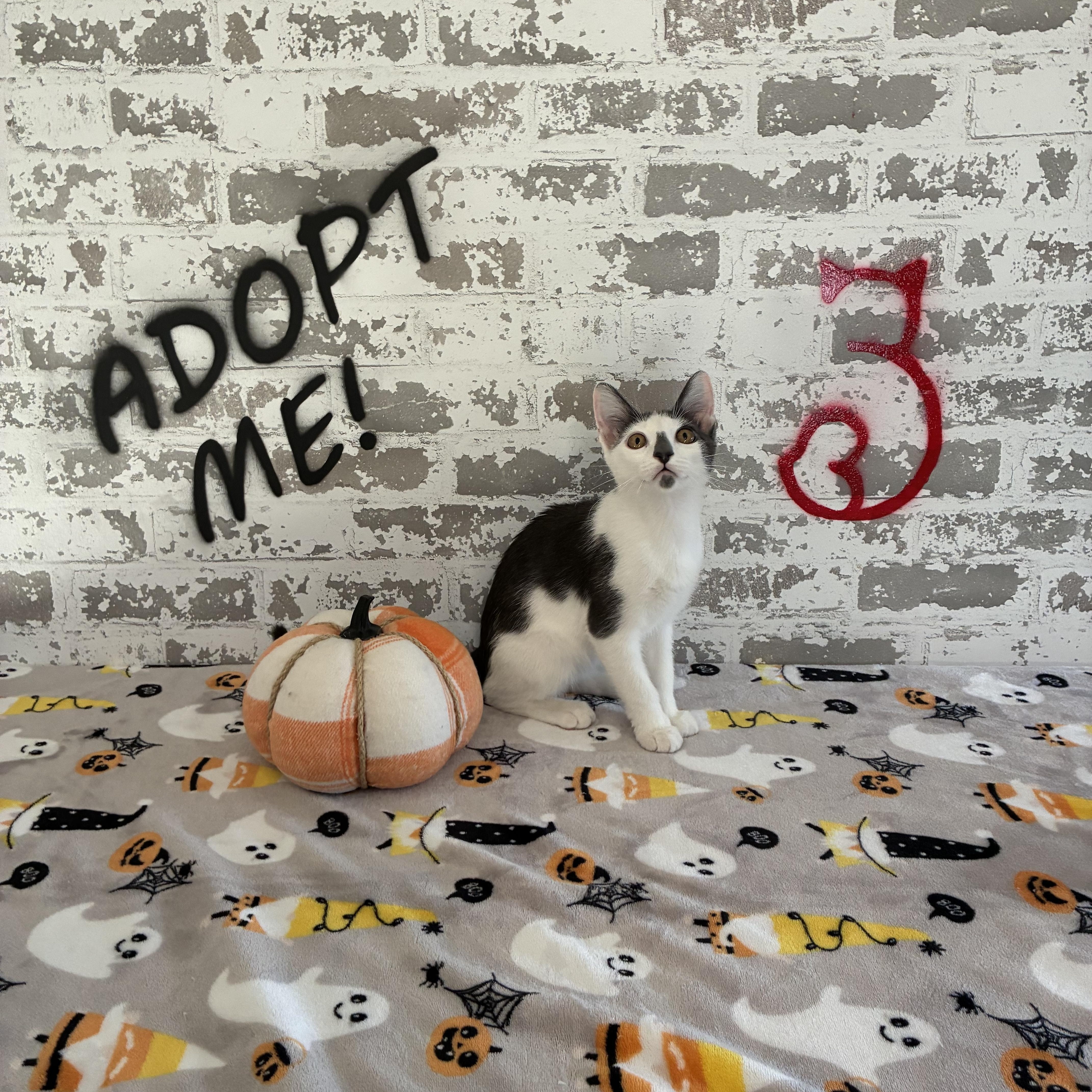 Curtis E, Adoptable, Kitten Male Domestic Short Hair.