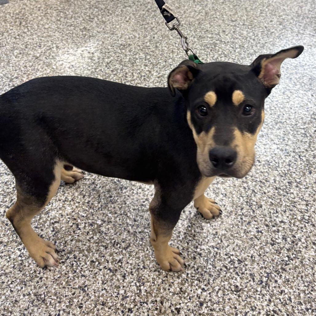 Snoop, a Adoptable Mixed Breed in Morganton, NC image 1/2