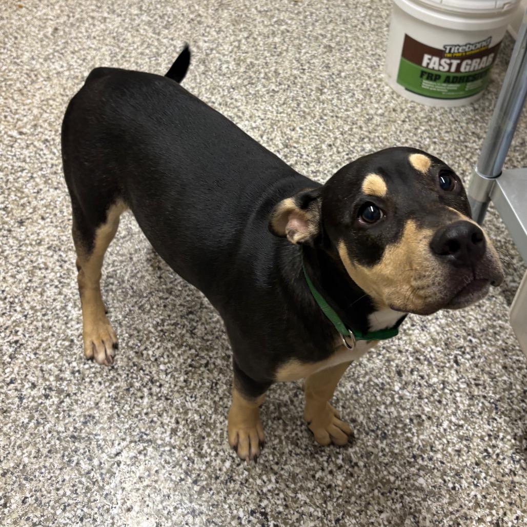 Snoop, a Adoptable Mixed Breed in Morganton, NC image 2/2