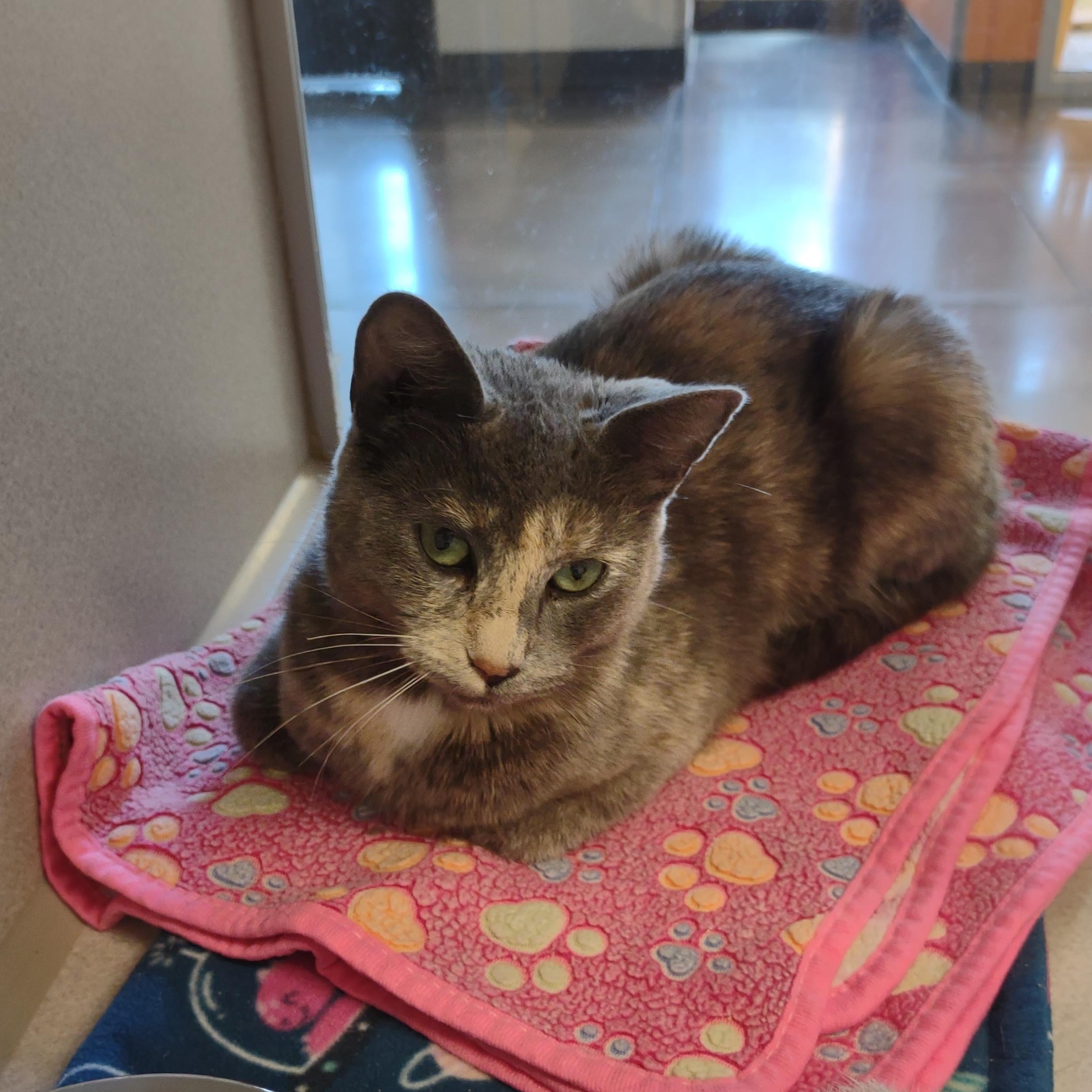 Jemmy, Adoptable, Adult Female Domestic Short Hair.