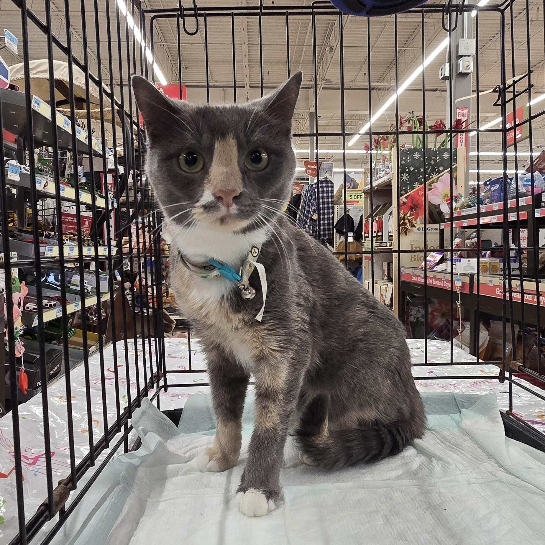 Enlarge Ivy, a Adoptable Calico in Perth Amboy , NJ image 6/6