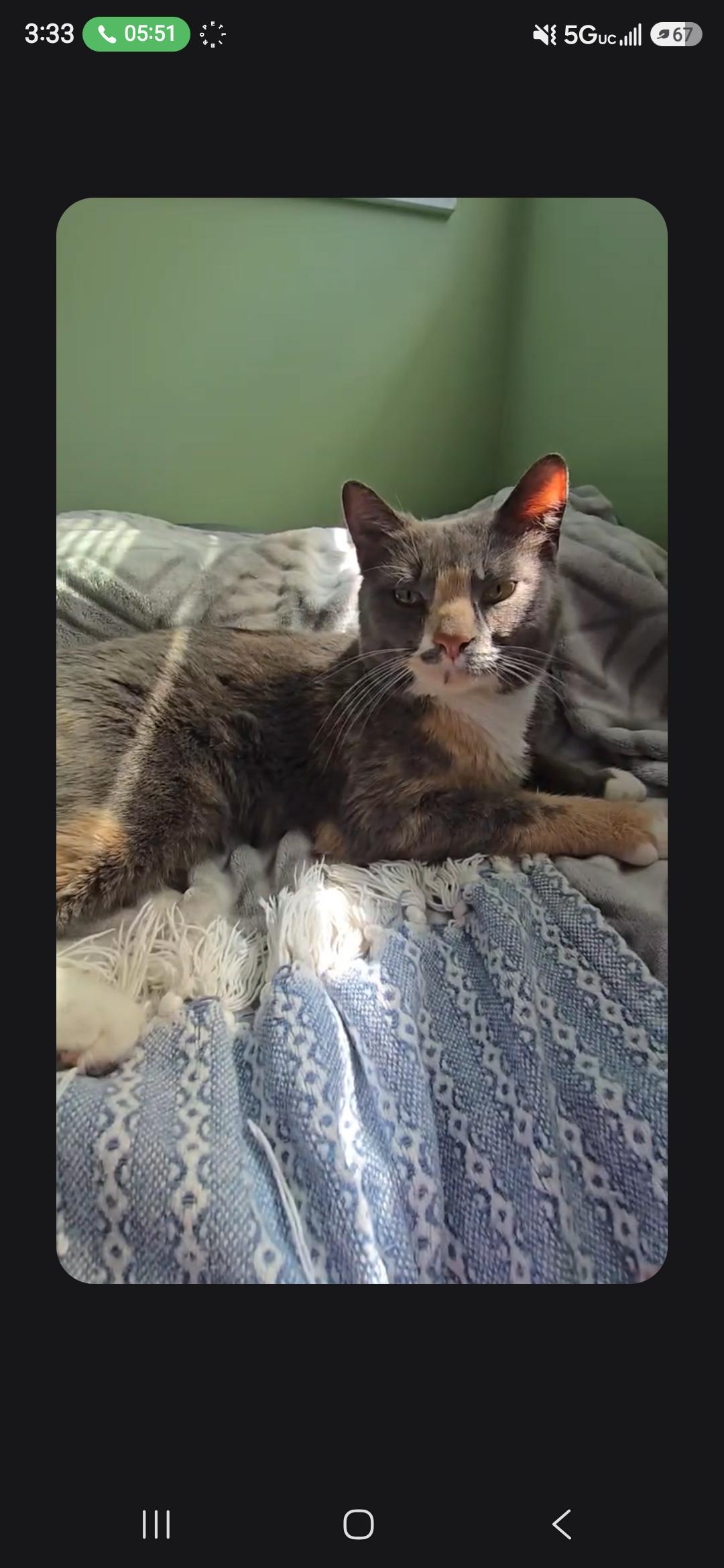 Ivy, Adoptable, Adult Female Calico.