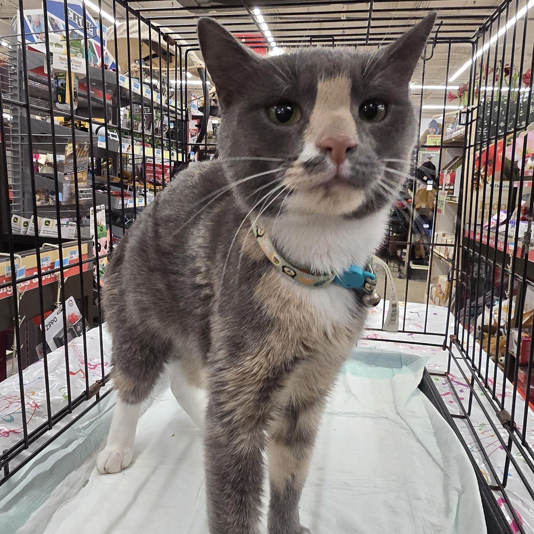 Enlarge Ivy, a Adoptable Calico in Perth Amboy , NJ image 1/6