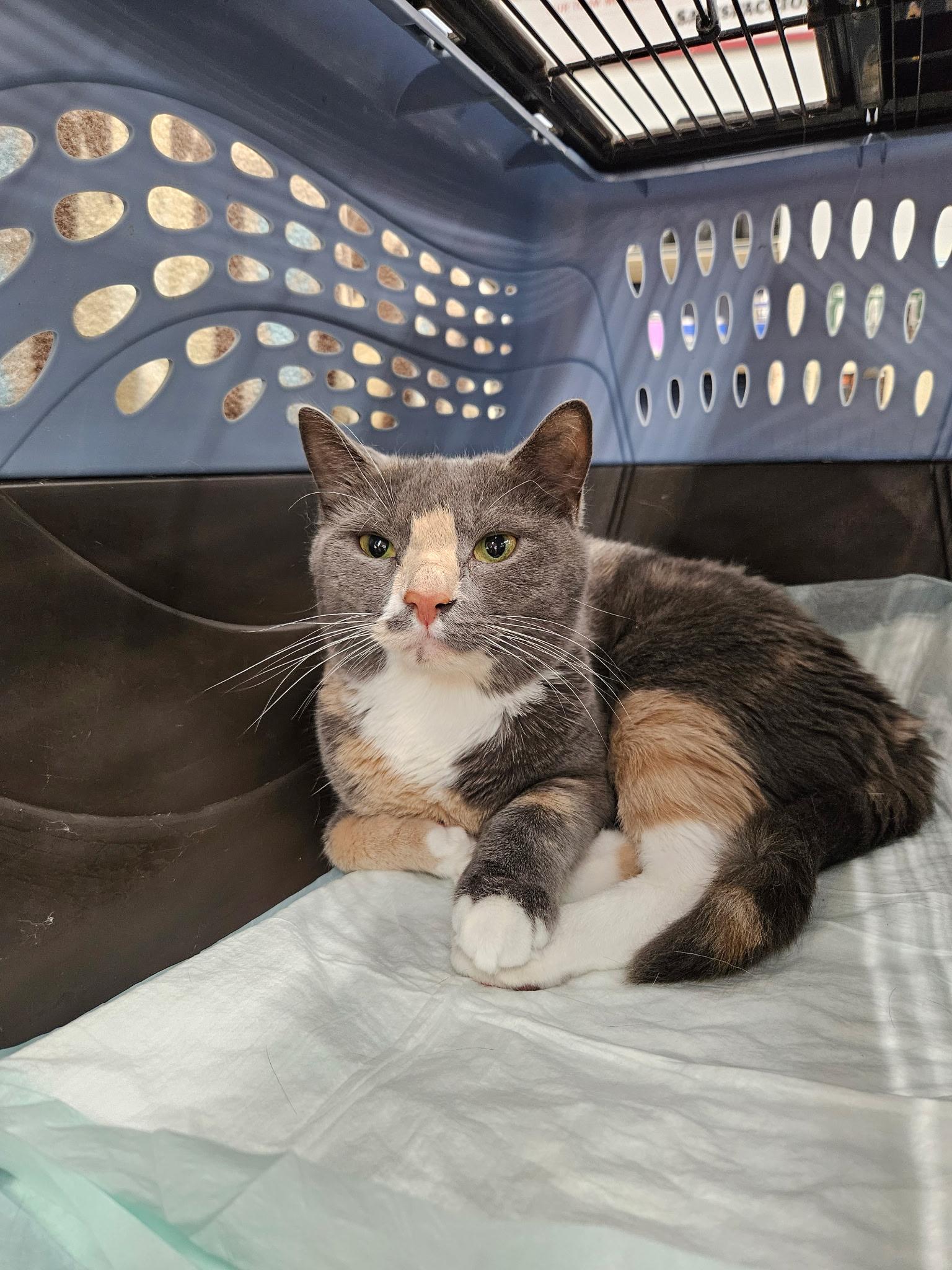 Ivy, a Adoptable Calico in Perth Amboy , NJ image 6/6