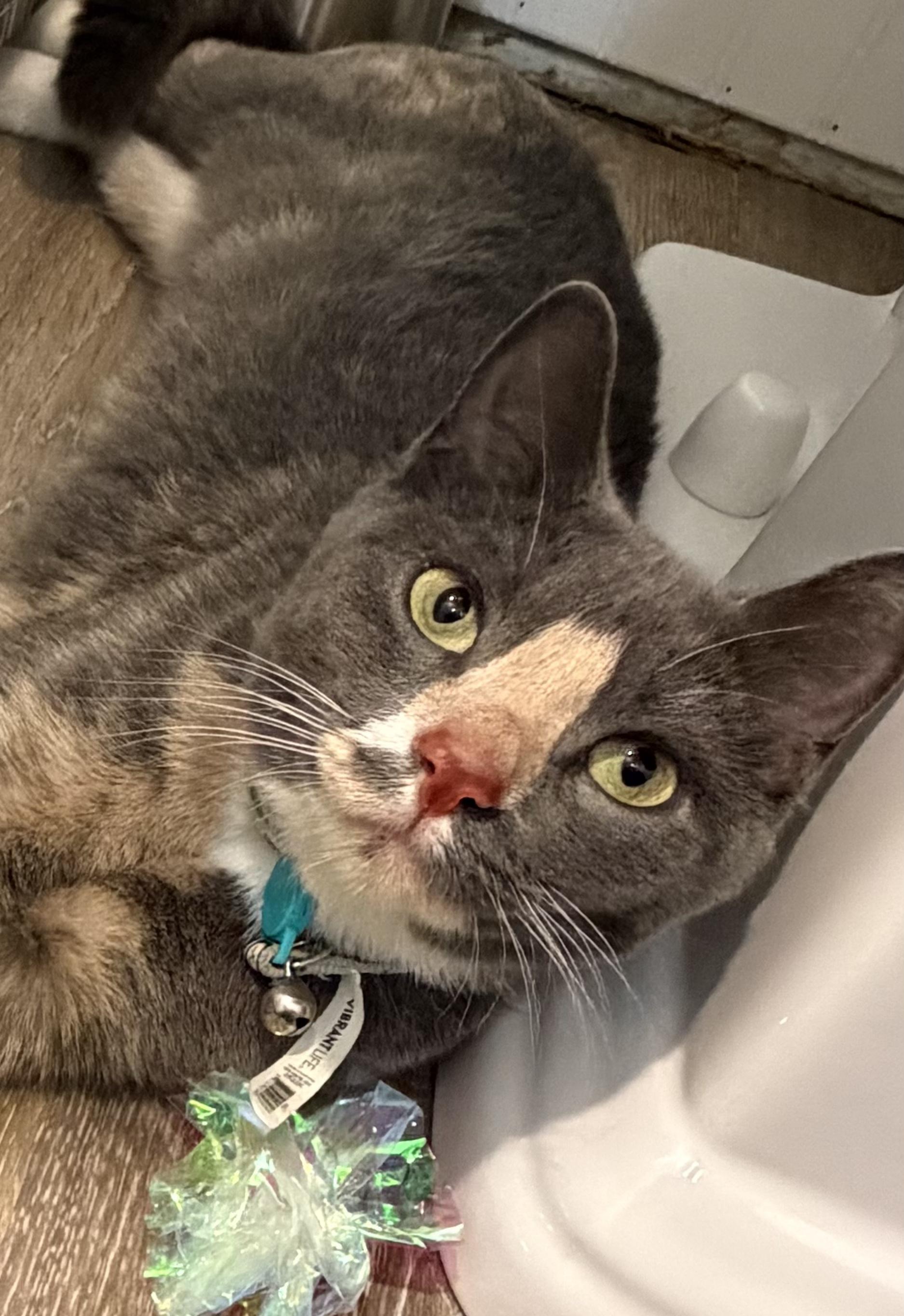 Enlarge Ivy, a Adoptable Calico in Perth Amboy , NJ image 2/6