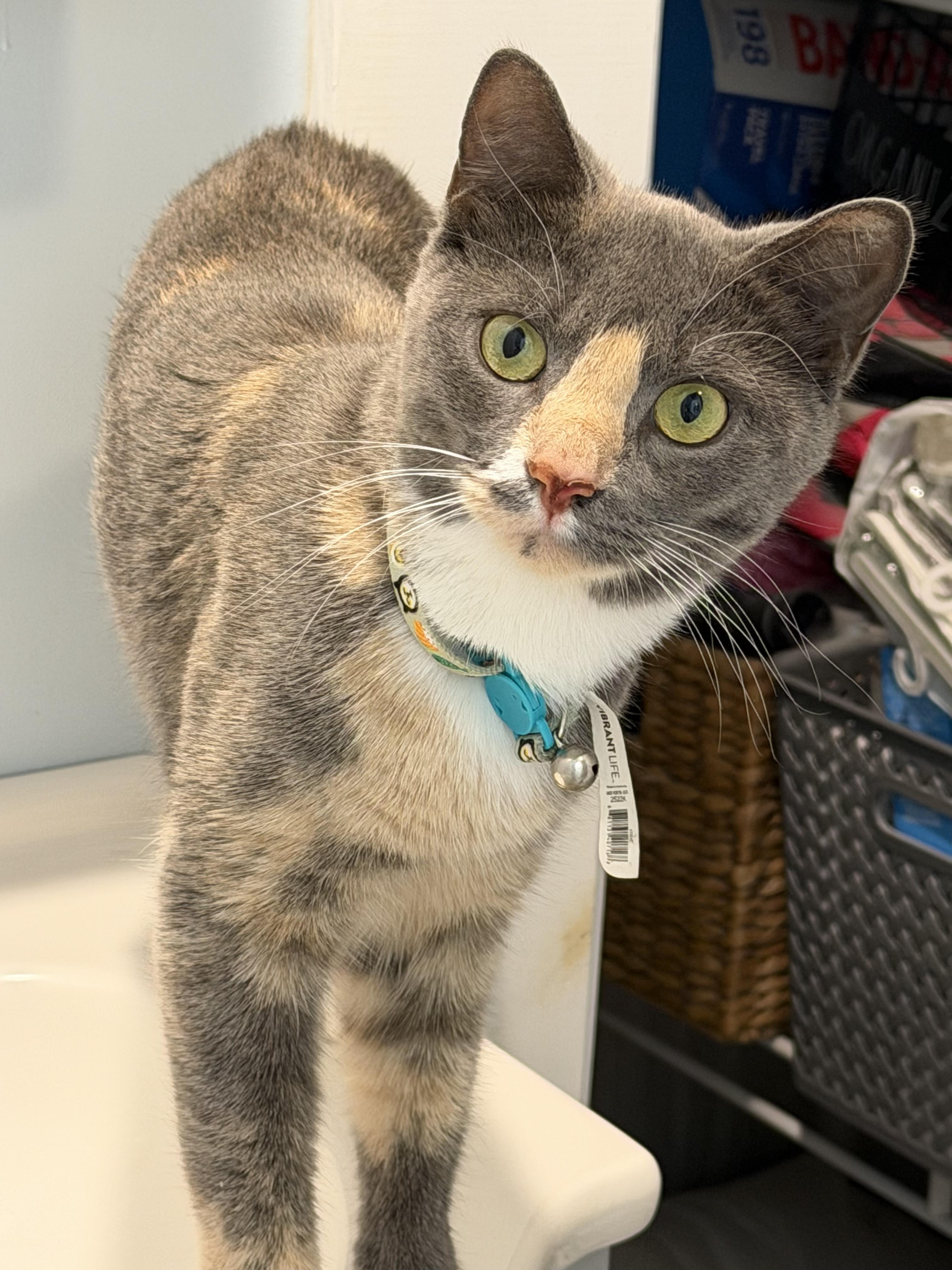 Enlarge Ivy, a Adoptable Calico in Perth Amboy , NJ image 3/6