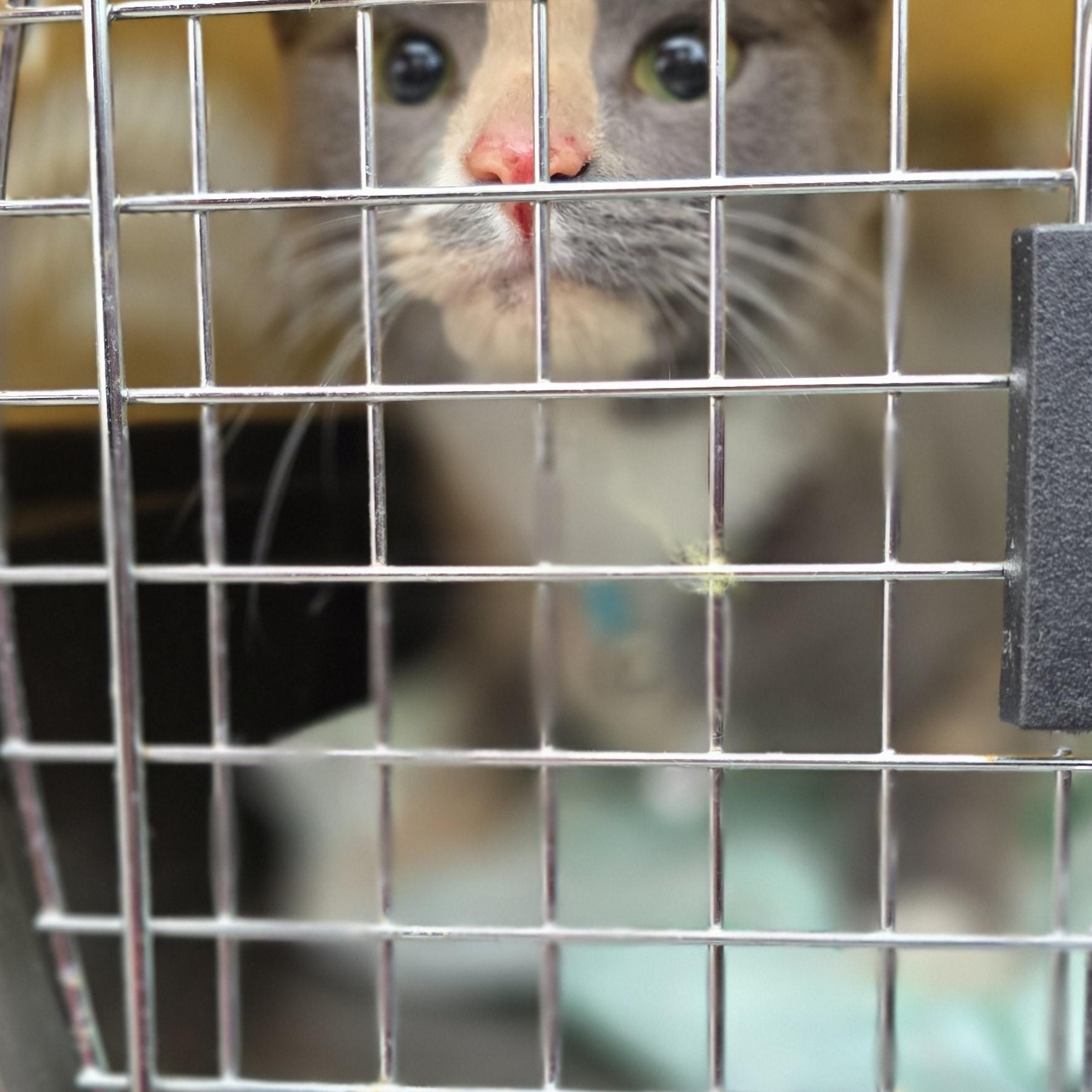 Enlarge Ivy, a Adoptable Calico in Perth Amboy , NJ image 4/6
